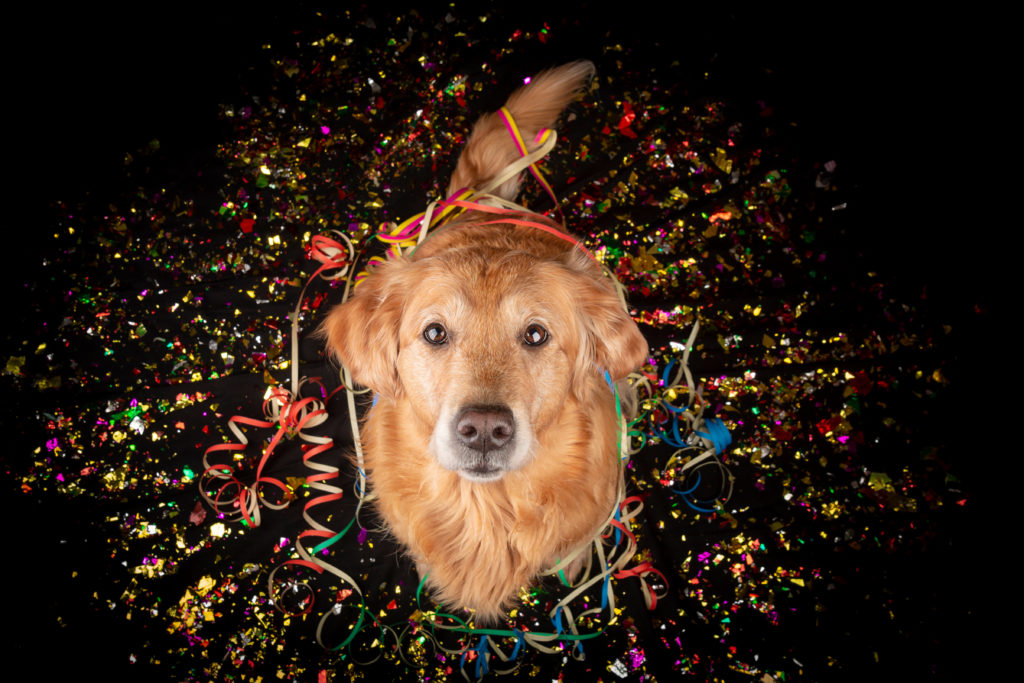 Hundefälle Blog Silvester mit Hund stressfrei verbringen!